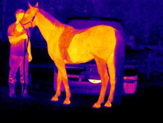 A thermal image of a horse from the Prism DS Infrared Camera