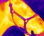 A thermal image of a horse