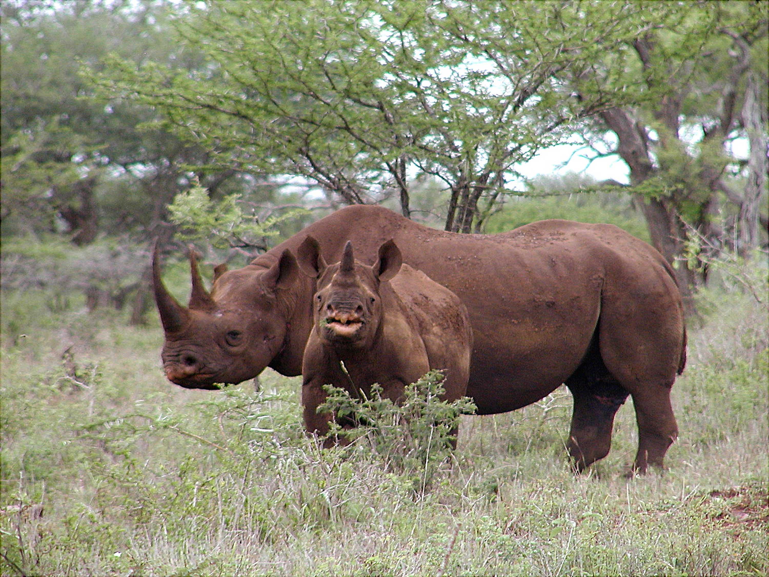 Infrared UAV Cameras are being used to stop rhino poaching