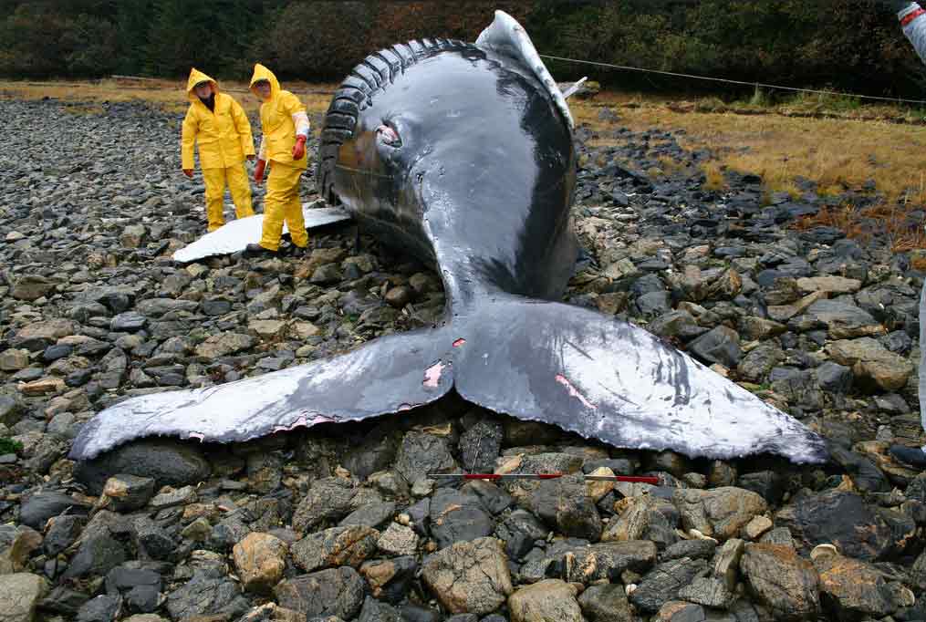 a struck whale